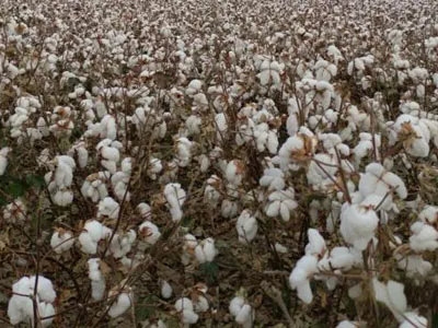 Ventiladores centrífugos de entrada dupla SunxFan atualizados novamente: a nova geração de produtos de frequência variável EC ajuda os catadores de algodão a operar com eficiência